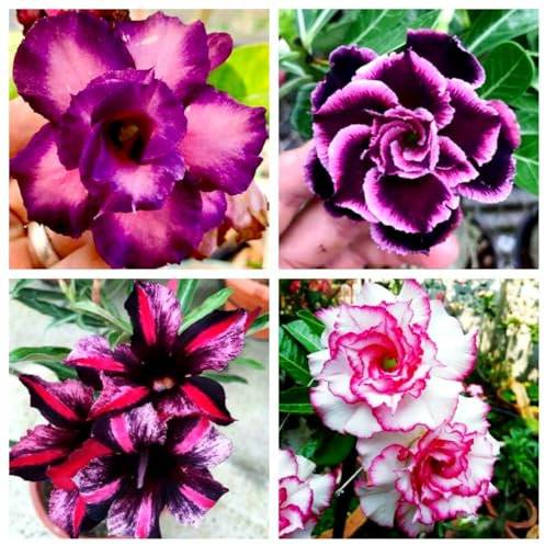 Rosa del deserto bonsai/bulbi rosa del deserto-Fiori da balcone,Regali per il giardinaggio,Principianti -B-1 bulbi
