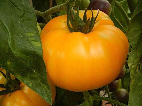 Portal Cool Verdure Semi di Pomodoro Brandywine Yellow EU qualità Standard Interni Esterni