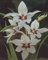 Sterngladiolen Acidanthera duftend Blumenzwiebeln Gladiolen (25 Blumenzwiebeln)