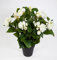 Seidenblumen Roß Begonie 38cm weiß im Topf LM Kunstpflanzen Kunstblumen künstliche Blumen Pflanzen Begonienbusch
