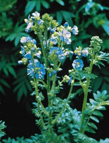 Polemonium Jacobs Ladder caeruleum Blue Pearl perenni Semi