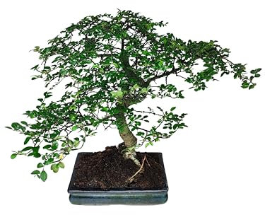 I GIARDINI DI GIULIA - Bonsai Zelkova Olmo Giapponese | Altezza 45 cm | Foglie Piccole e Delicate | Resistenza e Adattabilità | Simbolo di Forza e Longevità, Tronco Marrone Foglie Verdi