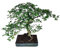 I GIARDINI DI GIULIA - Bonsai Zelkova Olmo Giapponese | Altezza 45 cm | Foglie Piccole e Delicate | Resistenza e Adattabilità | Simbolo di Forza e Longevità, Tronco Marrone Foglie Verdi