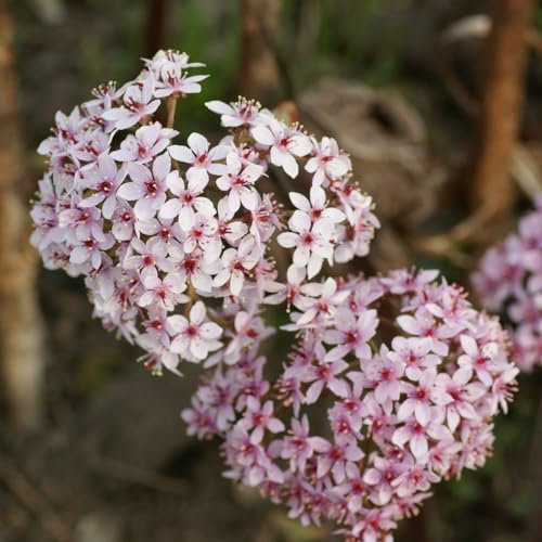 Carbeth Plants Darmera peltata Marginal Pond Plants for Small Ponds 1 x 9cm Pot - Umbrella Plant Live - Dramatic Tall Growing Hardy Indian Rhubarb Perennial for Edges and Bog Gardens