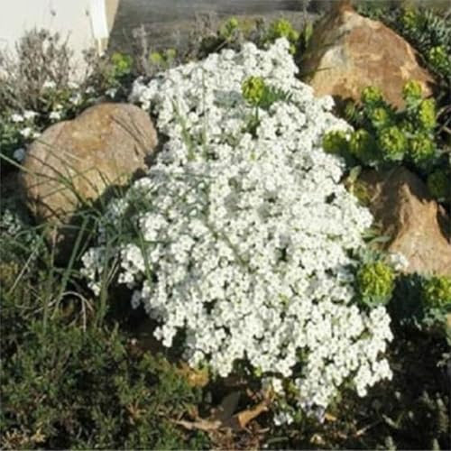 1000 semi di timo striscianti, resistenti semi di erbe perenni per piante da giardino all'aperto (bianco)