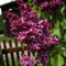 Kanadische Flieder Red Wine 30-40cm - Syringa prestoniae
