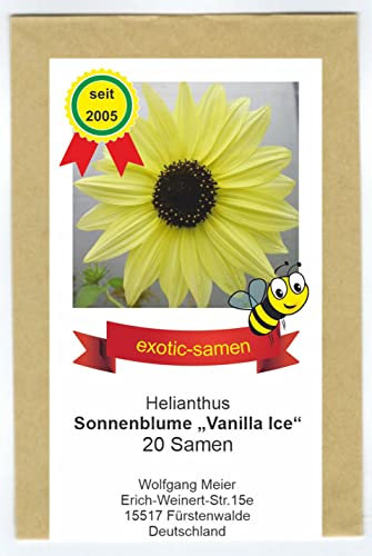 Sonnenblume - Bienenweide - Vanilla Ice - samenfeste Sorte - 20 Samen