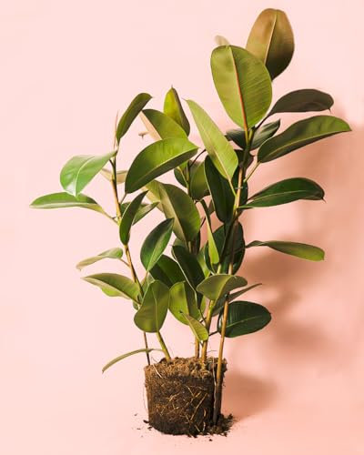 Ficus Robusta L | Planta Natural Grande Interior | Pur Plant