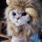 Bello Luna Friseursalon für kleine Hunde und Katzen, Löwenperücke für Welpen, Cosplay, Halloween