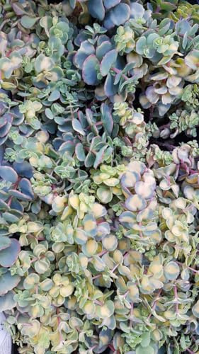 Sedum sieboldii 'Mediovariegatum' / Orpin de Siebold panaché/Conteneur de 2 à 2.9 litres/Succulente