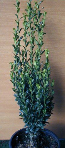 Säulen Ilex Ilex crenata Fastigiata 40-50 cm hoch 3 L Topf | Immergrün, winterhart & pflegeleicht – schnittverträglich, ideal für Formschnitt, Hecke & Sichtschutz