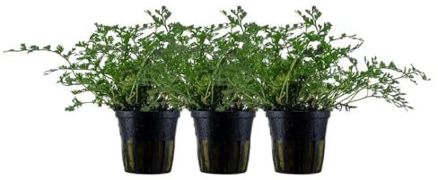 AquaOne Aquarium Pflanze 3 Stück Bolbitis heteroclita difformis Aufsitzer | einfach pflegeleicht Aquascaping Dekoration