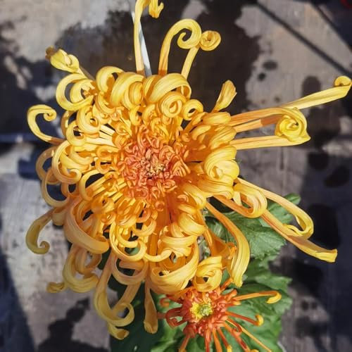 piante di crisantemo - semi semi di fiori estivi semi di crisantemo da balcone rialzati semi da giardino semi di fiori pianta di semi di bonsai decorazione floreale piante da balcone 200pcs
