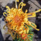 piante di crisantemo - semi semi di fiori estivi semi di crisantemo da balcone rialzati semi da giardino semi di fiori pianta di semi di bonsai decorazione floreale piante da balcone 200pcs