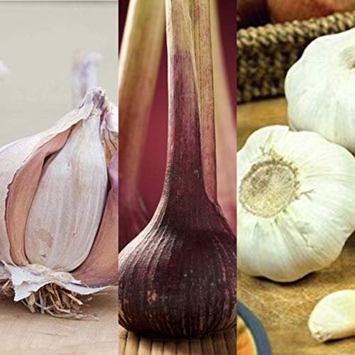 6 x Garlic Bulbs Or 60 Cloves - Mixed Varities Like Marco - Dario - Germidour - Ready to Plant