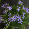 60 pcs Laurentia axillaris Samen, exotische samen, Bodendecker Samen Winterhart, bienenweide, topfpflanzen für draußen bodendecker winterhart mehrjährig bodendecker winterhart wildblumensamen