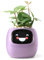 PLANTSIO AI Robot Inteligente para Plantar Mascotas con guía para el Cuidado de Plantas y Emojis Adorable compañero Vegetal con una Rica interacción gestual (Púrpura)