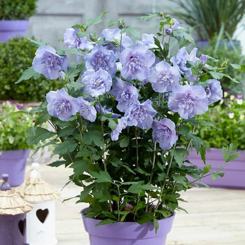 YouGarden Hibiscus 'Blue Chiffon' Standard Tree, Established Tree 90cm-1.2m Tall in a 3L Pot, Ready to Plant