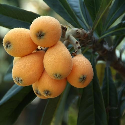 Japanese Plum Tree Bonsai Tropical House Plant Seeds - 7 Rare Seeds for Indoor Houseplant