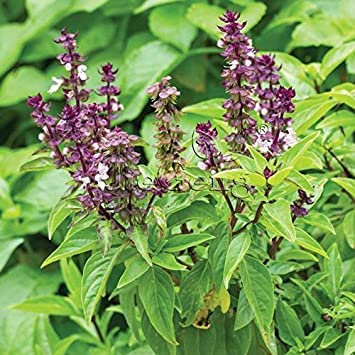 100 semi - Liquirizia basilico erba Seeds (Ocimum basilicum):Seeds