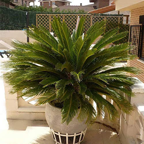 7321 Cycas Revoluta Sago Palm Bonsai Planting Home Garden Decoration Orange