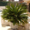7321 Cycas Revoluta Sago Palm Bonsai Planting Home Garden Decoration Orange