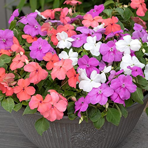 Busy Lizzie 'Pearl Island' Half Hardy Annual Long Lasting Beds Borders Disease-Free Impatiens Ideal Patio Containers Display 60 x Plug Plants Supplied by Thompson and Morgan