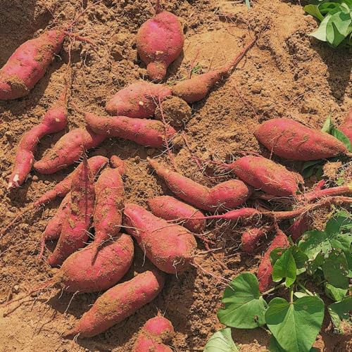 150 pcs süßkartoffel samen bio, süßkartoffeln, winterharte pflanzen für balkon, garten pflanzen süßkartoffel pflanzen kaufen - Ipomoea batatas - balkongemüse, nachhaltige geschenke