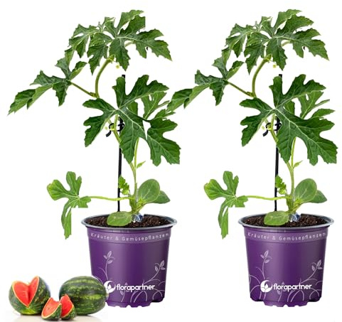 veredelte Wassermelone Fireballmidi 2er-Set grün