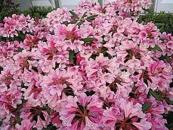 Rhododendron yakushimanum Dear Barbara - 25-30 cm