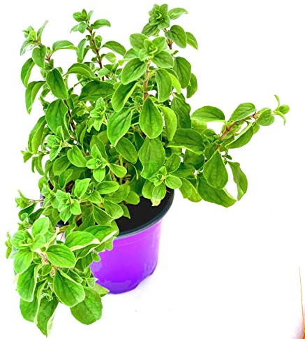 Majoran Origanum majorana Kräuter Pflanze 3stk.