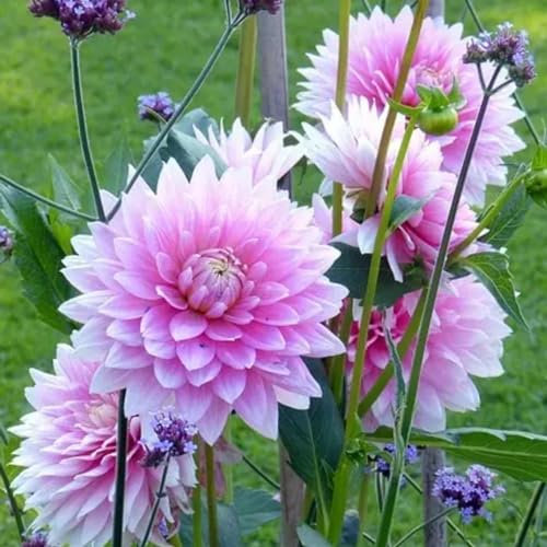 Dahlien Knollen Dahlienknollen Dahlien zwiebeln Dahlien kaufen