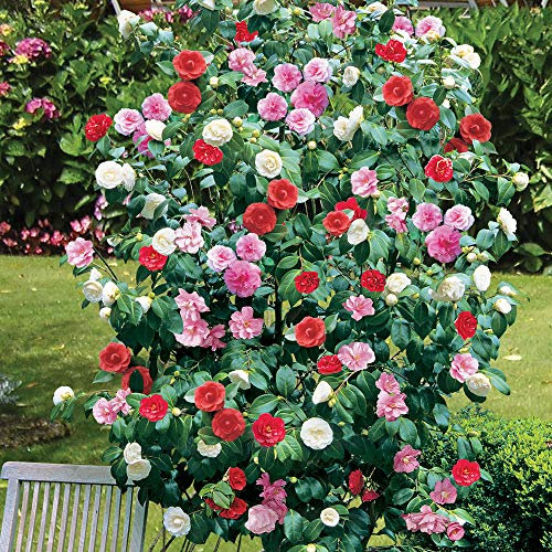 Camellia Plant Tricolour Low Maintenance Hardy Evergreen Garden Shrub, Spring & Summer Flowering Baring Blooms of Pink White and Red, 3 x 15cm Potted Plants by Thompson and Morgan