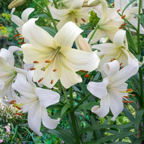 CSL sunrise Asiatische Lilie Pearl White 5x Frische Zwiebeln, Lilium bis 150 cm, winterharte und mehrjährig Lilienzwiebeln, Blumenzwiebeln, bienenfreundlich