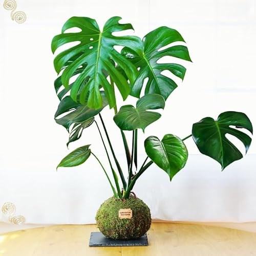 Kokedama Monstera XL - Kokedama Interior | Costilla de Adán| Bola de Musgo Vivo | Planta Natural | Planta Interior | Decoración Hogar | Fácil Cuidado y Mantenimiento
