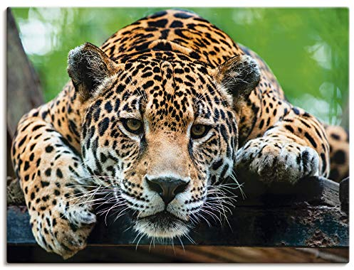 ARTLAND Wanddeko Leinwand Bilder Wandbild 80x60 cm Tiere Wildtiere Raubkatze Fotografie Braun Südamerikanischer Jaguar T5FI