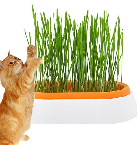 ROCKIA Cat Grass Planter - Hydroponic Cat Grass Cup,Cat Grass Box for Indoor or Outdoor Cats, Dogs, and Other Pets, Sprouting Tray, Pet Accessory