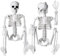 DTYDECLE 2 Stück Halloween Deko Skelett, 40cm Ganzkörper Mini Hängende Skelett mit beweglichen Gelenken für Halloween Hause Party Dekoration