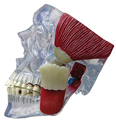 GPI Anatomicals 2880 Kiefergelenk Modell mit Muskeln