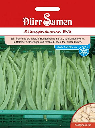 Dürr-Samen - Stangenbohnen Eva Saatgut