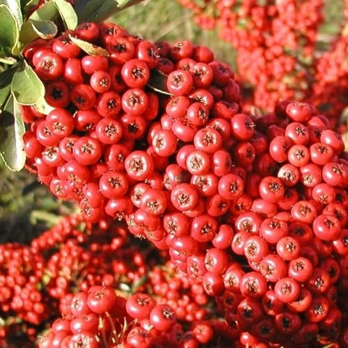Plant Theory 80cm - 100cm Trellis Saphyr Rouge Firethorn Pyracantha Shrub Plant 10L Pot