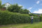 5st. Liguster ovalifolium 100-120cm reine Pflanzhöhe im Topf Ligustrum ovalifolium Heckenpflanzen Gartenpflanze