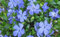 25 Vinca minor blau Immergrün Bodendecker Eigenproduktion T9x9