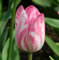 Tulpen Zwiebeln, Winterhart, Drinnen Wie DraußEn FüR VielfäLtige SchöNheit, Die Im Wohnzimmer Zu Attraktiven Bonsai-Blumen ErblüHen. Winterhart Pflanzen, Einfach Zu ZüChten, 3zwiebeln-C