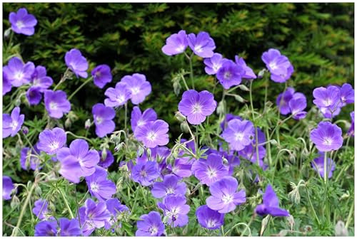 Stauden Gänge 3 x Geranium pratense 'Orion' Blauer Storchschnabel