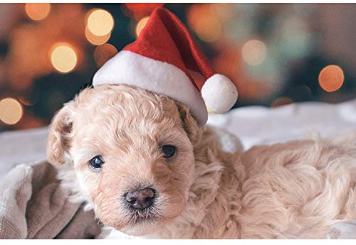 Kleine Weihnachtsmütze für Haustiere, Weihnachtsmütze für Hunde, Katzen, Puppe, Weihnachtsmütze