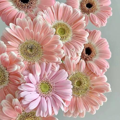 50 pcs gerbera samen blumen, schnittblumen samen, zimmerpflanzen samen gerbera samen winterhart - Gerbera jamesonii - blumensamen geschenk, pflanze flower seeds, pflanzen für garten