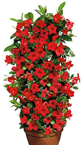 100 Stück Mandevilla Sanderi Samen, Dipladenia Pflanze, Mandevilla Laxa Blumensamen, Winterharte Kübelpflanzen, Klettern Mandevilla Saatgut, Bonsai Blumen Samen für Garten und Balkon (Rot)