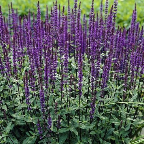 6 x Salvia nemorosa 'Caradonna' – dunkelvioletter Steppen-Salbei| bienenfreundliche Garten-Staude im 9 cm (P9) Topf| winterhart| für Beete & Balkon