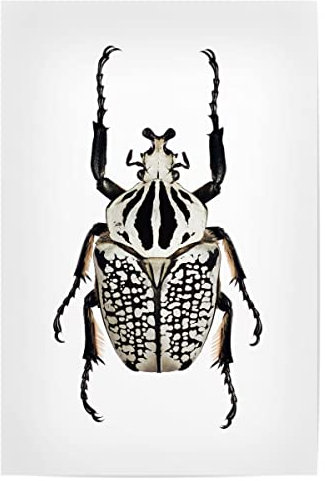 artboxONE Poster 75x50 cm Tiere Tiere Goliathus orientalis hochwertiger Design Kunstdruck - Bild käfer Bug entomologie